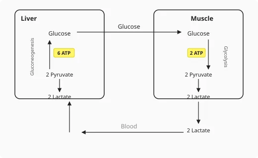 Cori cycle