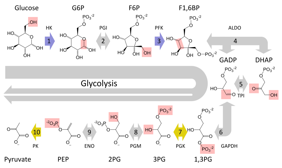 Glycolysis pathway