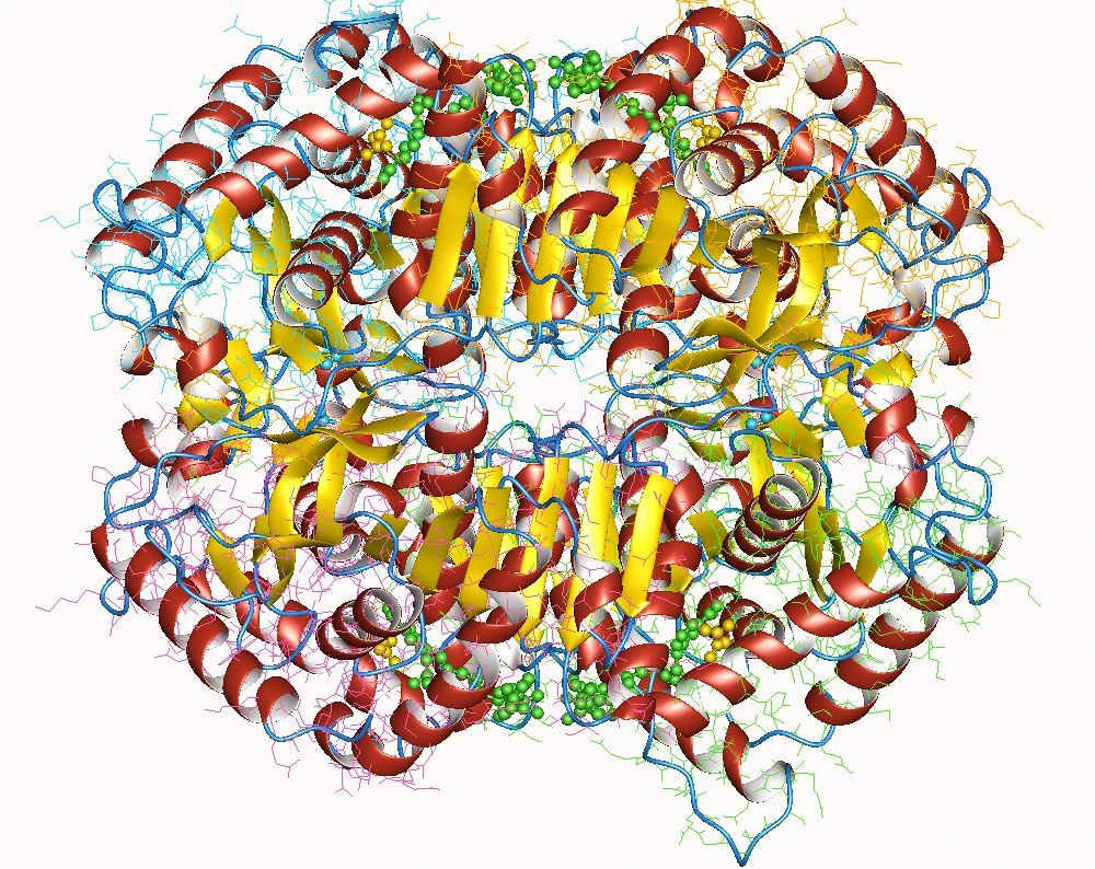 LDH reaction