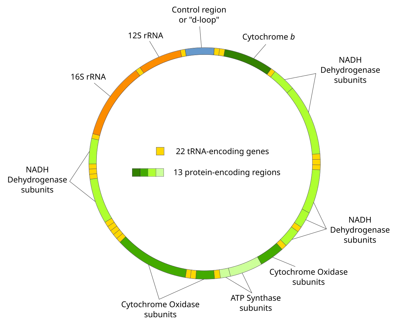 Mitochondrial DNA