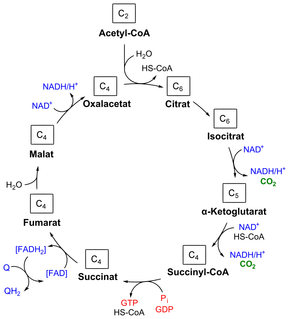 TCA Cycle